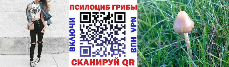 Псилоцибиновые грибы Cubensis  hydra вход  Каменск-Уральский 